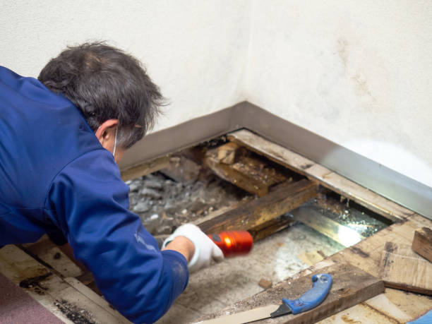 Professional Mold Removal in West Pensacola, FL