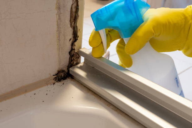 Best Crawl Space Mold Removal  in West Pensacola, FL