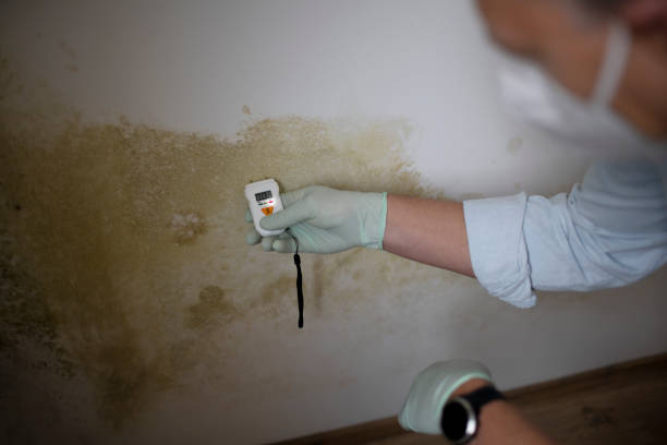 Best Mold Damage Repair  in West Pensacola, FL