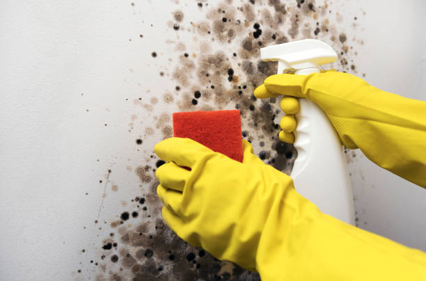 Best Mold Damage Repair  in West Pensacola, FL