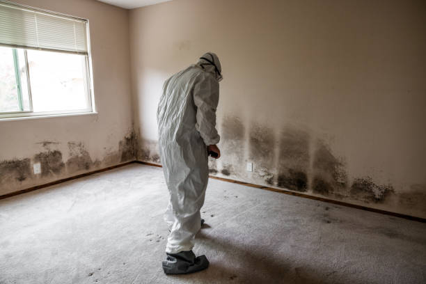 Best Residential Mold Removal  in West Pensacola, FL